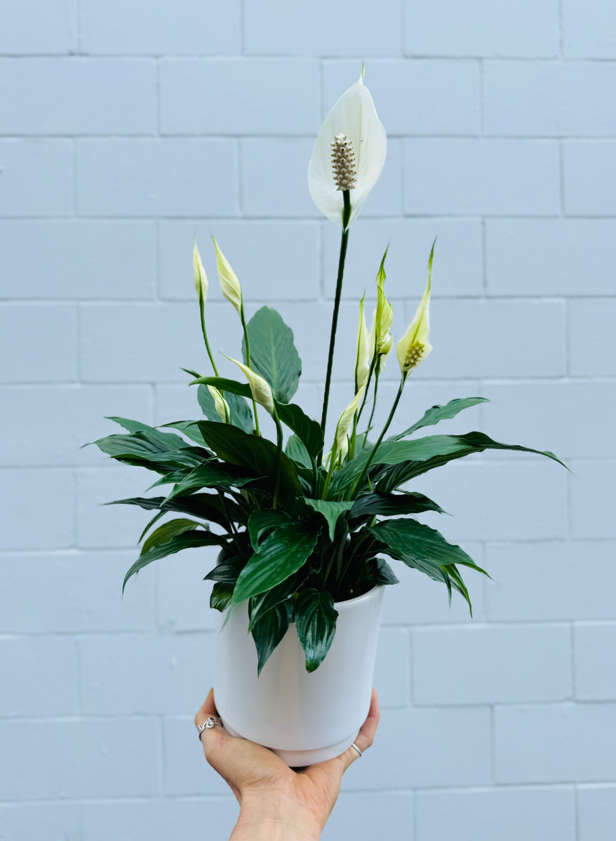peace lily nz Peace Lily (in ceramic) – Wild River and Co