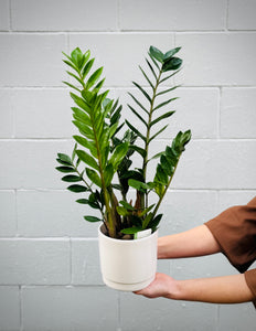 ZZ Plant (in ceramic)