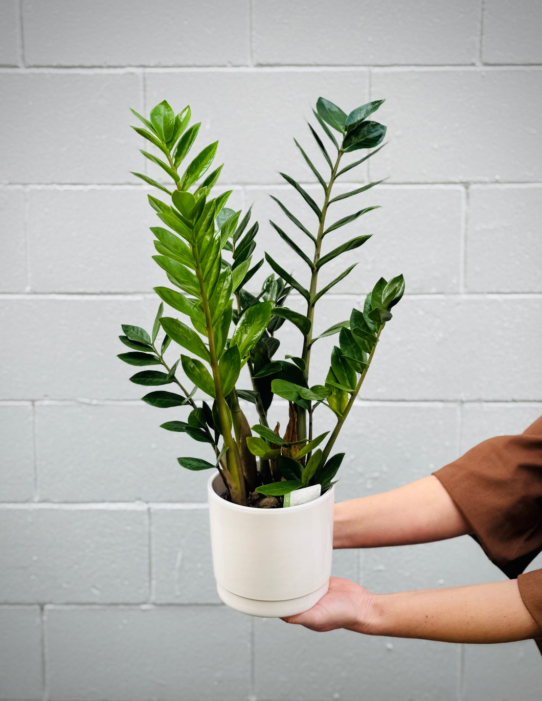ZZ Plant (in ceramic)