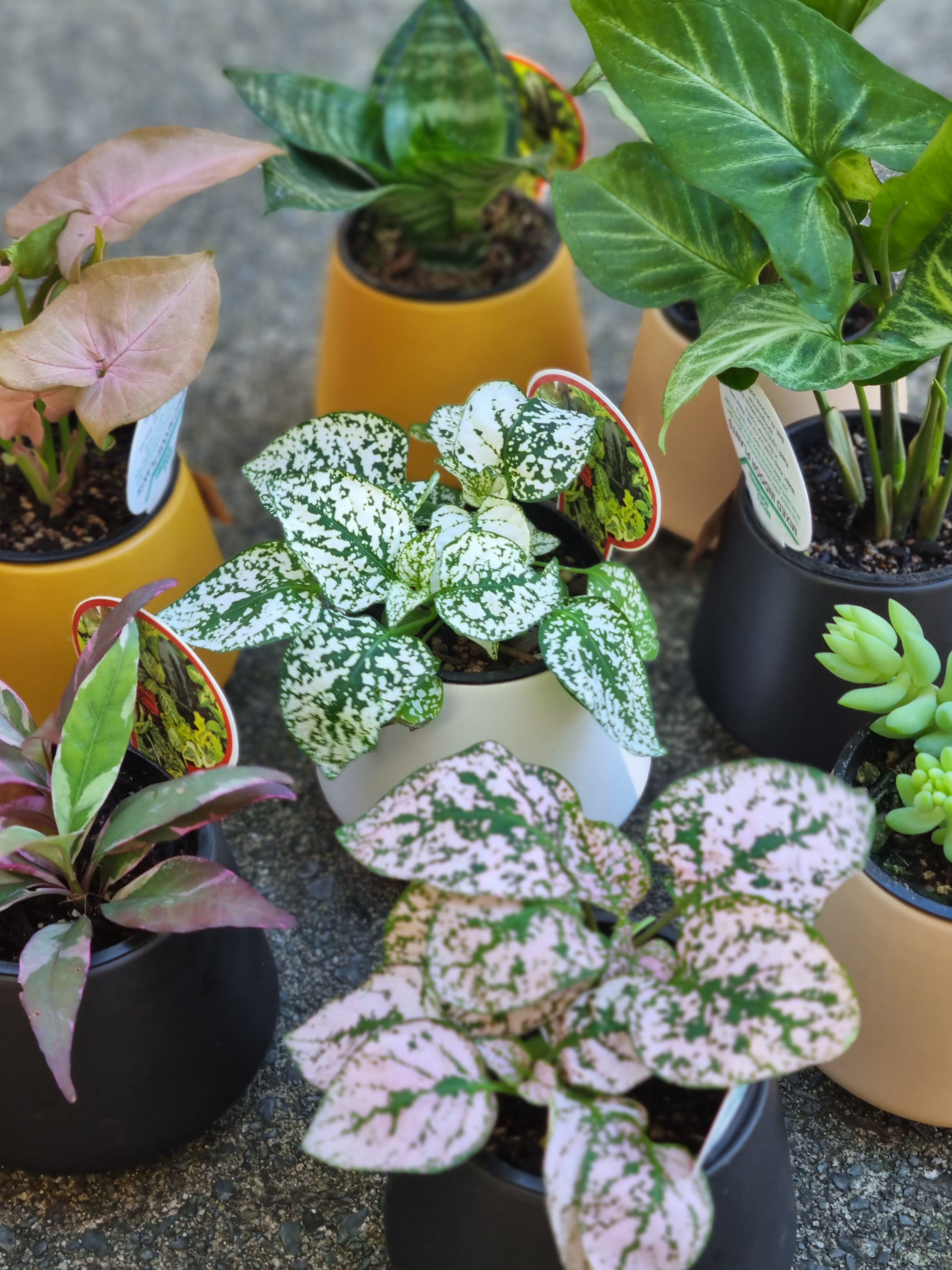 house plants nz Baby House Plant (in ceramic) – Wild River and Co