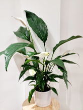 Load image into Gallery viewer, Peace Lily (in ceramic)