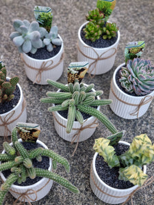 Assorted Cacti in ceramic