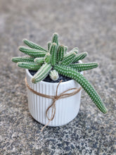 Load image into Gallery viewer, Assorted Cacti in ceramic
