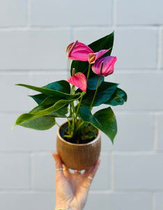 Anthurium (in rose gold pot)