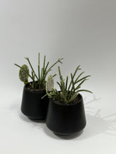 Load image into Gallery viewer, Baby House Plant (in ceramic)