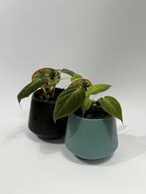 Load image into Gallery viewer, Baby House Plant (in ceramic)
