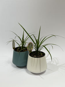 Baby House Plant (in ceramic)