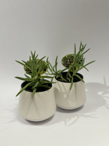Baby House Plant (in ceramic)