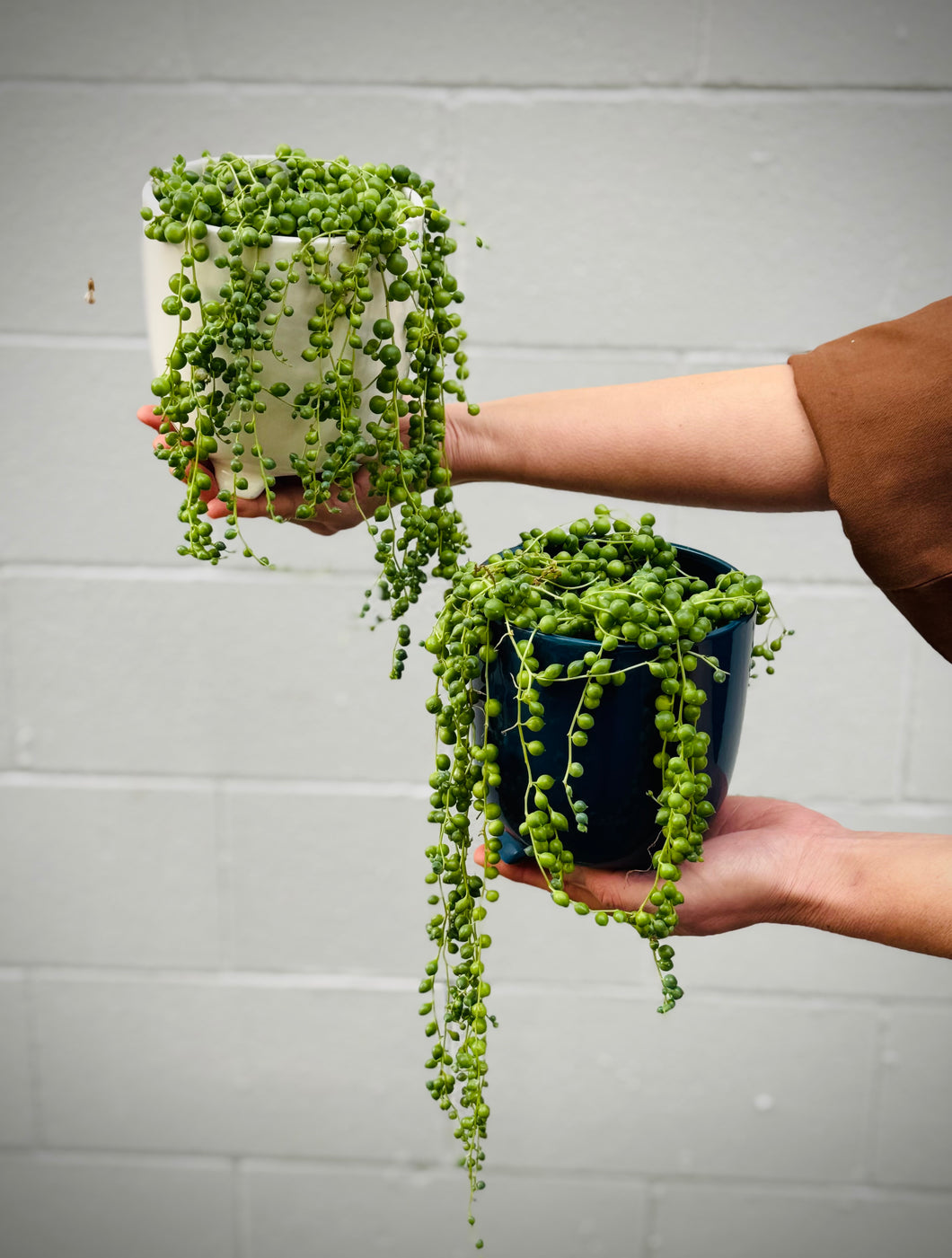 String of Pearls (in ceramic)
