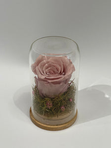 Preserved Rose in Glass Dome