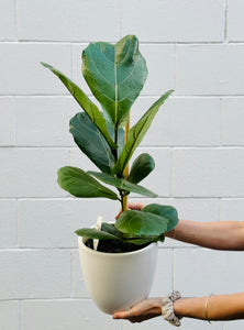 Ficus Lyrata 17cm (in ceramic)