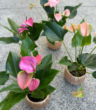 Load image into Gallery viewer, Anthurium (in rose gold pot)
