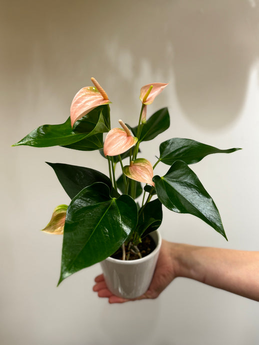 Anthurium (in white ceramic pot)