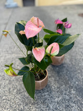 Load image into Gallery viewer, Anthurium (in white ceramic pot)