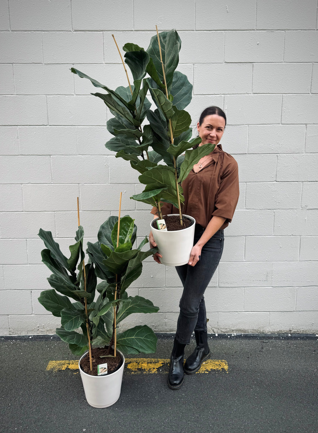 Ficus Lyrata (in white ceramic)