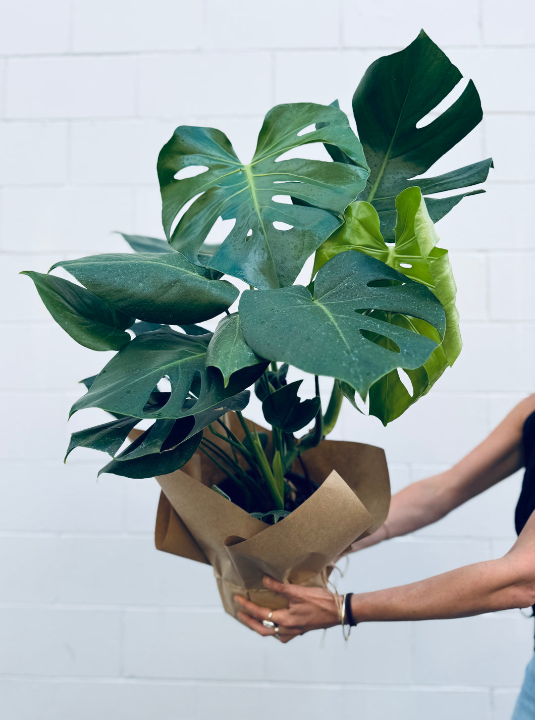 monstera plant nz Monstera Deliciosa – Wild River and Co