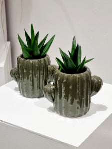 Assorted plants in cactus planter