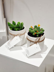 Assorted Cacti in ceramic
