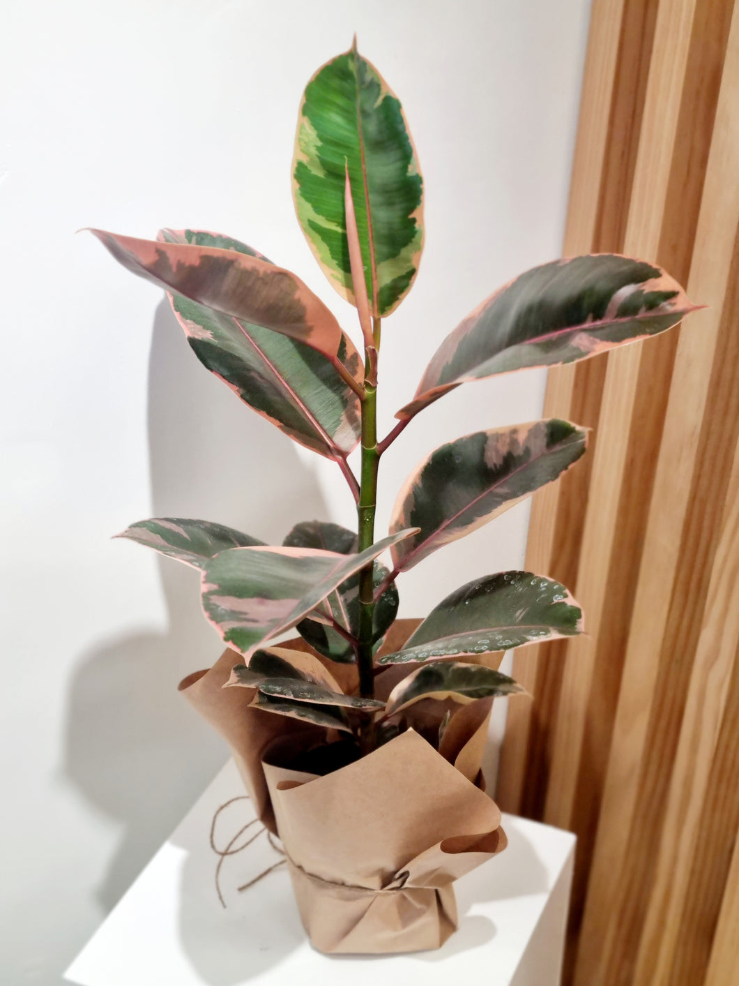 Ficus Ruby
