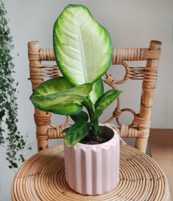 Dieffenbachia (Leopard Lily) Plant