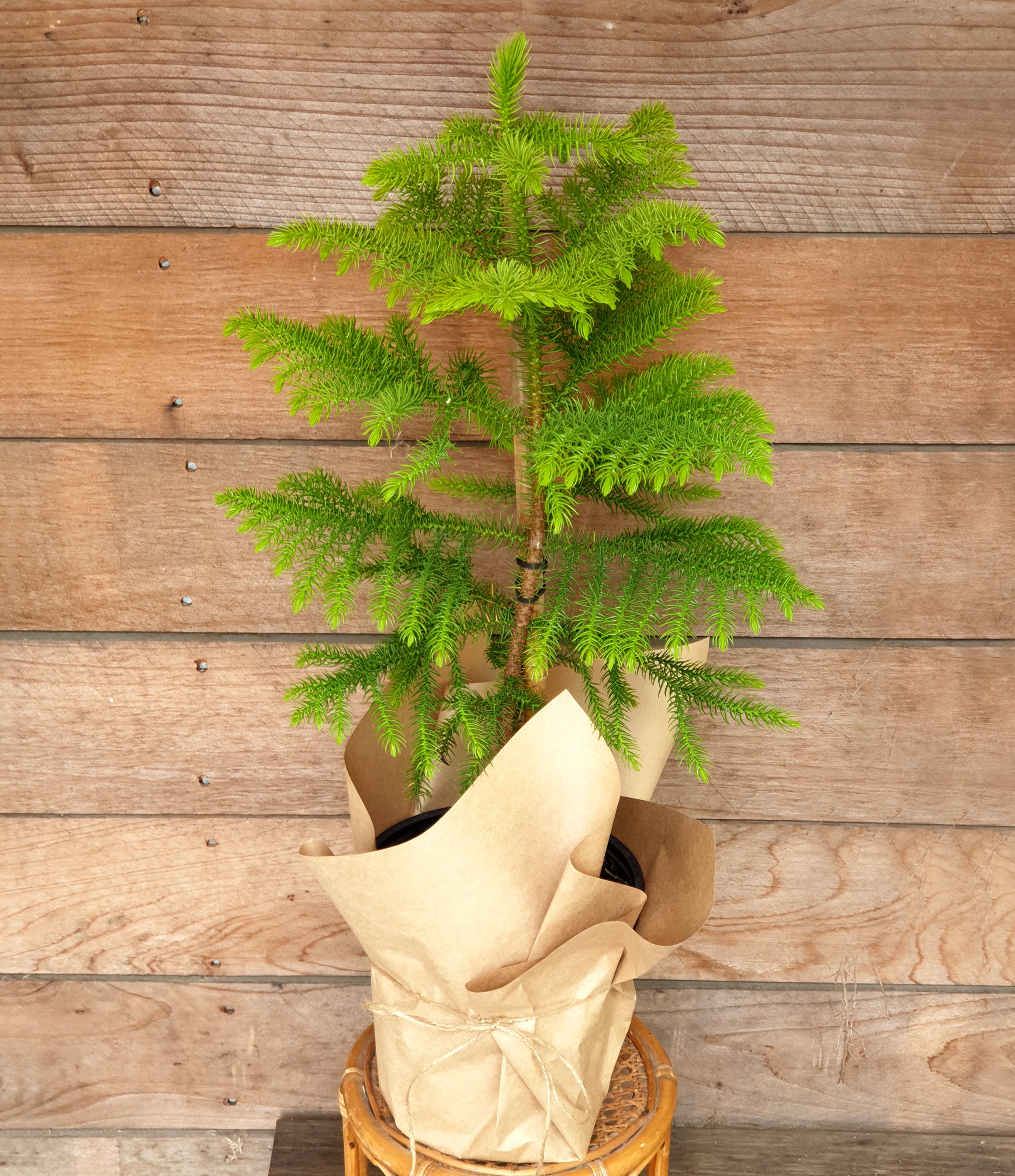 Mini Christmas Tree  Norfolk Island Pine - PlantingTree